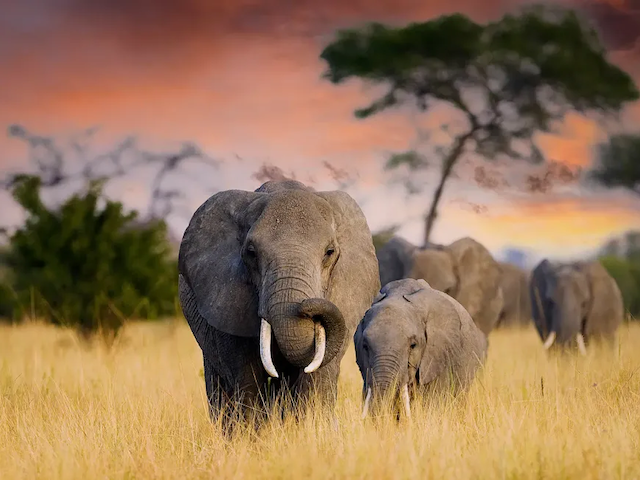A family of elephants walks through tall grass at sunset
